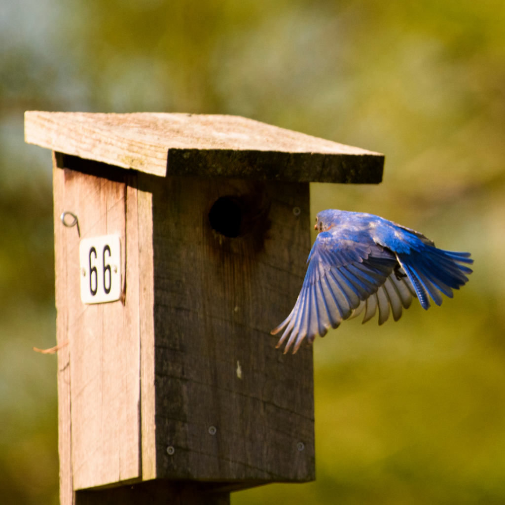 casa para aves, cajas nidos para aves, nidales artificiales, animación para aves, conservación de aves