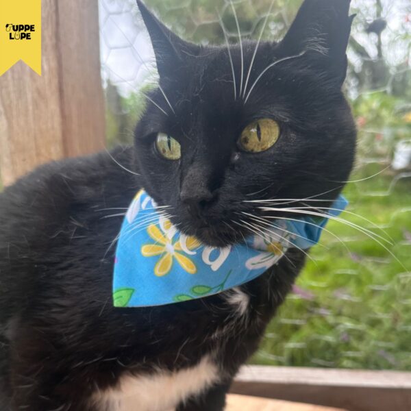 Bandana florecitas - Image 2
